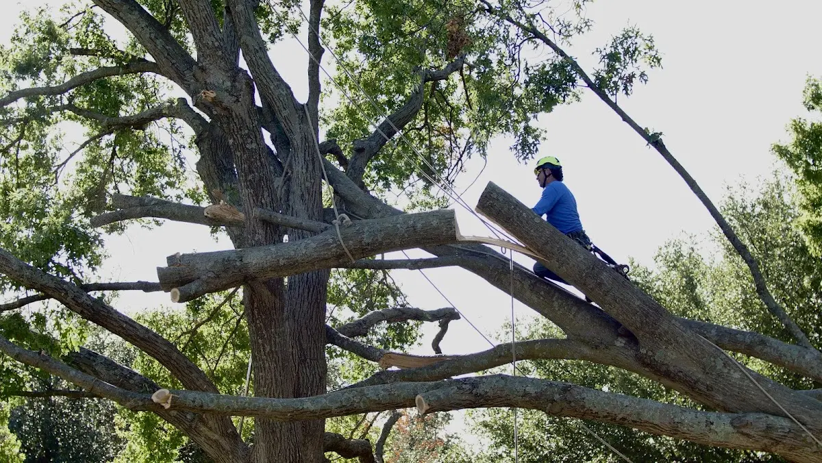 Professional Crown Thinning performed by certified arborists in Hilham